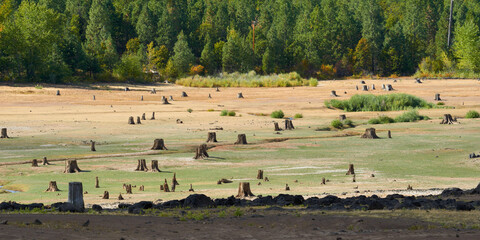 Fototapeta na wymiar Dried lake with old tree stumps in central Oregon.