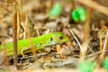 A green lizard is resting in the grass