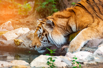 A tiger is drinking from a like