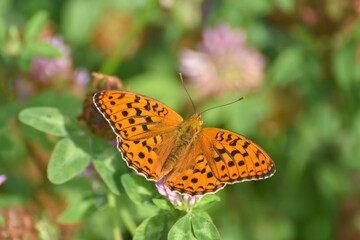 Dark Green Fritillary, Argynnis aglaja, on wild flower. Butterfly in wild meadow