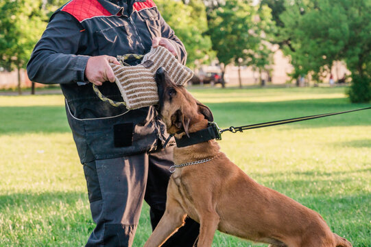 Dog Malinois during the protection training time. The dog protects its master. Belgian shepherd dog police in training bite pillow.
