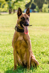 Portrait of a beautiful Malinois Belgian Shepherd dog while posing on a sunny day. Young pet animal outdoors in the park.