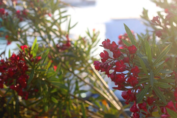 Pink oleander flowers at sunset. Selective focus.
