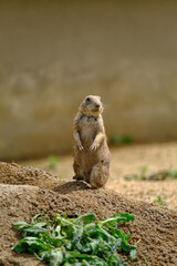 nature wildlife photo of nice animal 