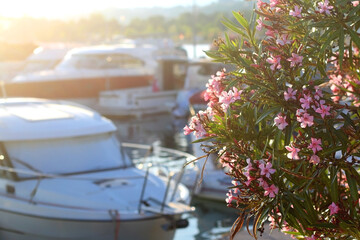 Fototapeta na wymiar Pink oleander flowers at sunset. Selective focus.