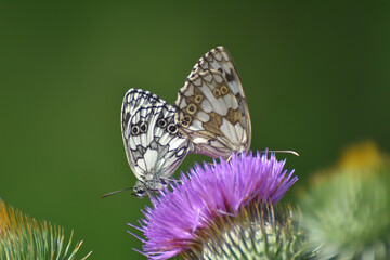 Melanargia galathea. Marbled white butterfly mating

