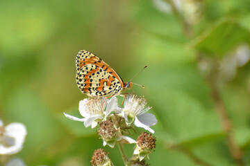 Spotted fritillary butterfly, red-band fritillary. Beautiful fritillary butterfly (Melitaea didyma)
