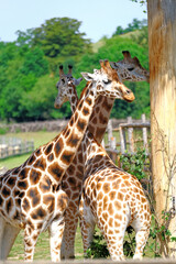 giraffe in prague zoo in czech republic