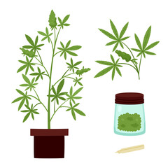 Vector illustration of cannabis plant and ganja in jar