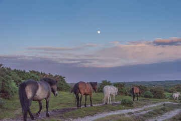 New Forest ponies trotting under moonlight
