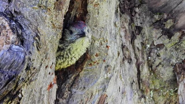 Gr&uuml;nspecht&nbsp;(Picus viridis) in der Bruth&ouml;hle