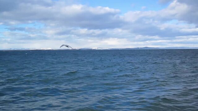 M&ouml;we vor Spitsbergen