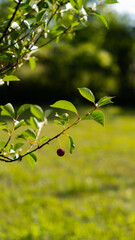 Cherry tree with cherries 