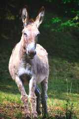 A donkey in the meadow on the Bergamo Alps in Italy