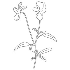 Doodle flower vector illustration isolated on a white background.