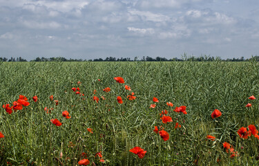 green field with red poppies