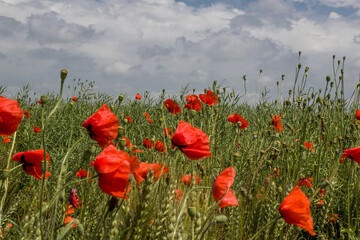 green field with red poppies