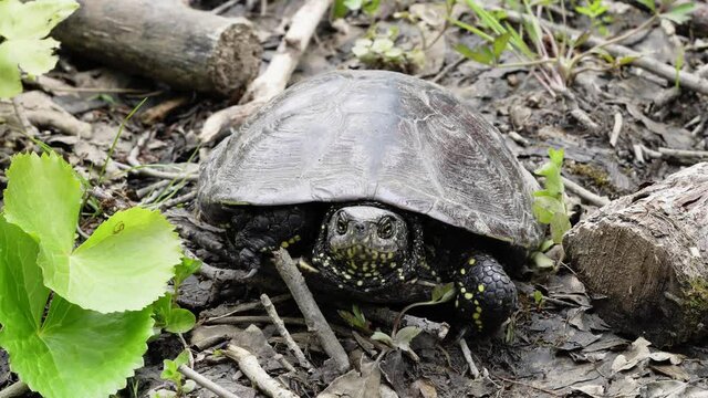 A yellow striped proud and arrogant turtle in a river coast. Cooter Turtle close-up