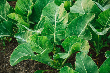 Young green cabbage seedlings grow in the garden. Garden. Natural vegetables