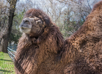 Bactrian camels at the spring farm