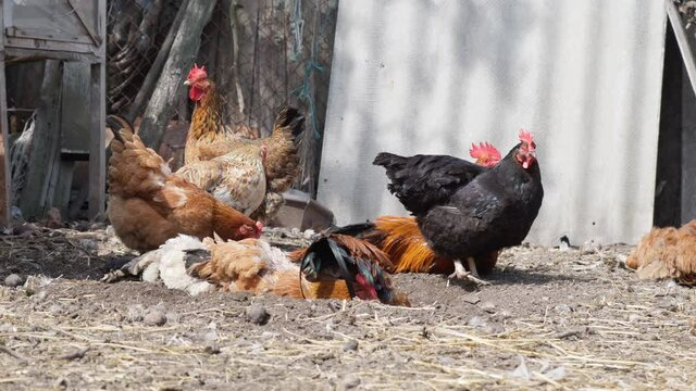 Domestic Chickens and Rooster Raking Ground at FarmYard. Poultry on Farm. 4k Footage