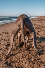 Funny Braco de weimar, weimaraner purebred, playing with sand on the beach, burying head and making...