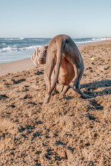 Fototapeta na wymiar Funny Braco de weimar, weimaraner purebred, playing with sand on the beach, burying head and making a hole
