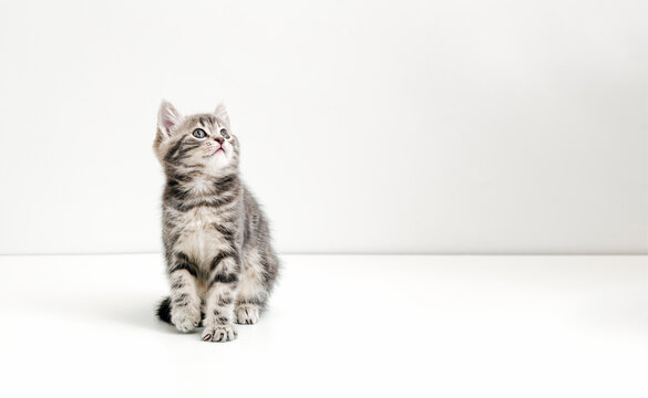 Small tabby kitten on white background. Cute gray cat kid animal with interested, question facial face expression look side on copy space