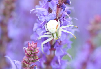 A small white flower crab spider (Misumena vatia) waiting to catch a bee on blue-purple salvia...