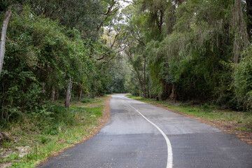 Fototapeta na wymiar Landscape view of a winding road in the woods