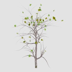 Tree 3d rendering. Tree picture.