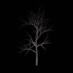 Obraz premium White tree 3d rendering. Tree picture. Black background.