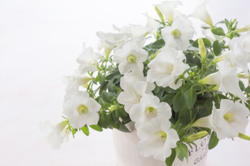 白いペチュニア