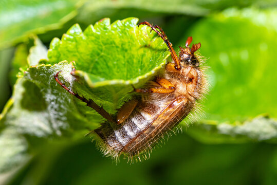 Portrait of June Beetle (Amphimallon solstitiale) holding on to a leaf of an apple tree.