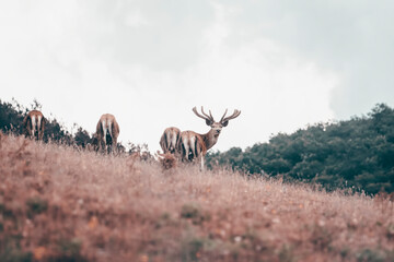 Deers in summer field.