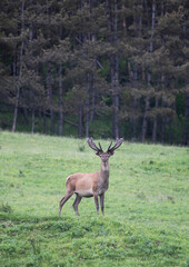 Deer in summer field.