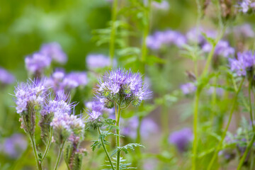 Phacelia on a green blurred background. Plant for bees