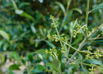 Fototapeta na wymiar close up macro of first flower buds on a summer olive tree