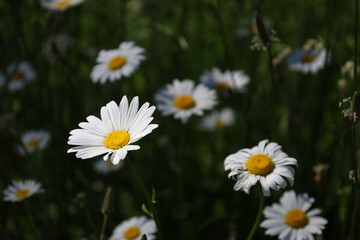 Obraz premium Troisdorf Germany June 2021 daisies growing wild in natural daylight against a green background