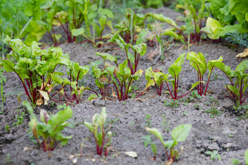 Beet plants are sticking out of the ground. Beets in the garden