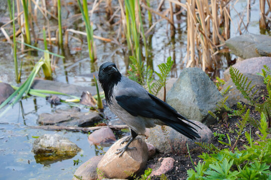 Close-up of a black crow standing on a stone.