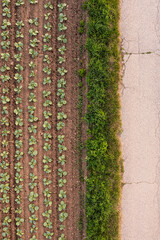Aerial view cabbage crops on field. Agriculture and cultivation concept