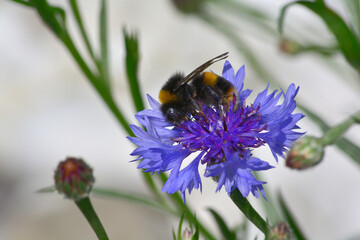 bumble bee collecting nectar
