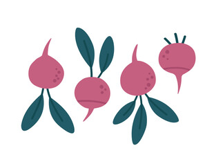 Vector illustration of radish, with leaves and without, isolated on white. Hand-drawn set in flat style. Illustration of vegetables. Suitable for illustrating healthy eating, recipes, local farm.