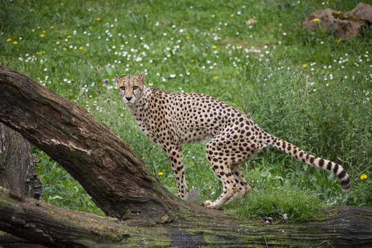 cheetah walking and marking territory