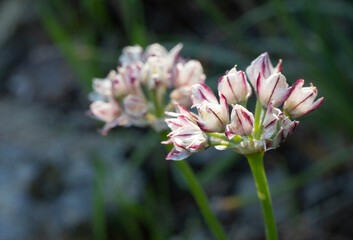 Beautiful Allium angulosum flowers in a garden