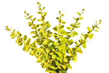 Yellow sprigs of barberry isolated on white 
