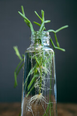水に挿して根が育ちはじめた紐のような多肉っぽいサボテン科の植物「リプサリス」 - obrazy, fototapety, plakaty