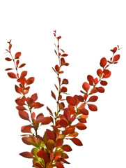 Red sprigs of barberry isolated on white 
