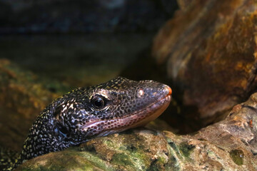 Close-up on a monitor lizard on a stone in the park.